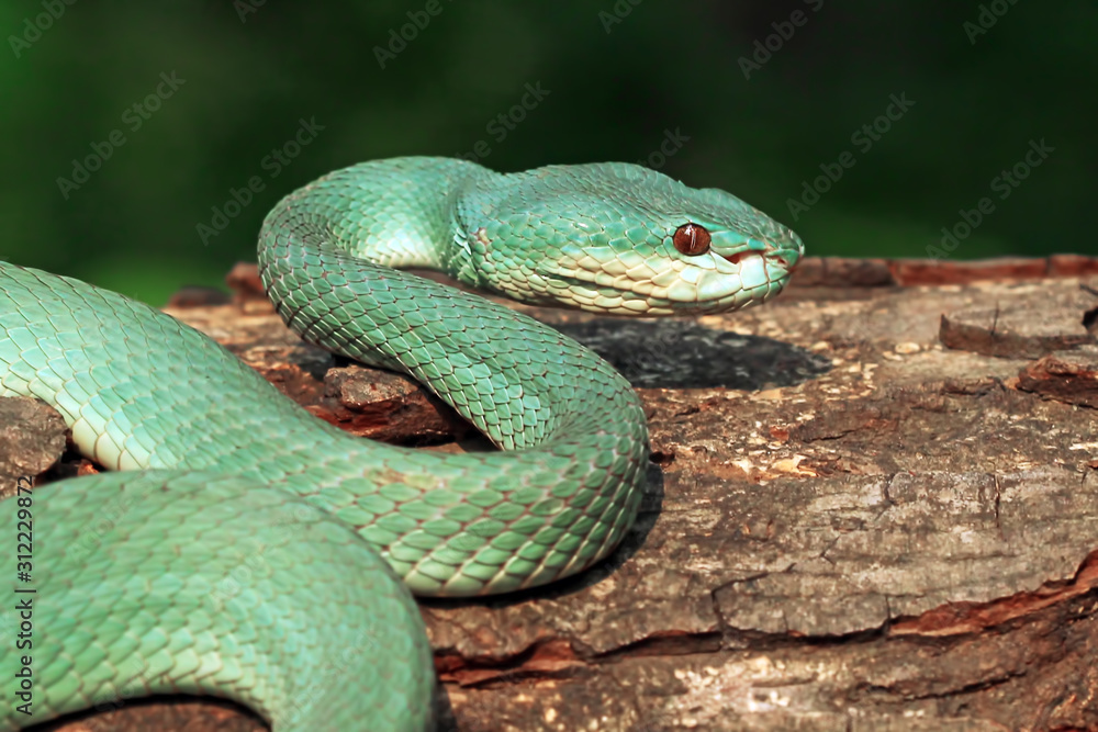 Fototapeta premium White Lipped Pit Viper (Trimeresurus insularis), Venomous Snake, Venom, Viper Snake, Blue Viper Snake