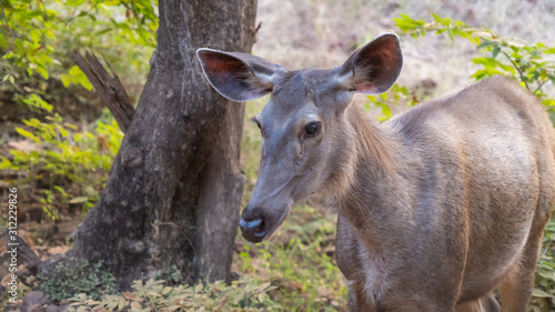 Photography Sambar. Ranthambore National Park