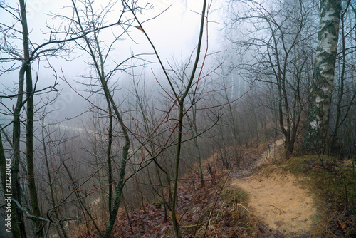 Mysterious misty December landscape in the forest .
