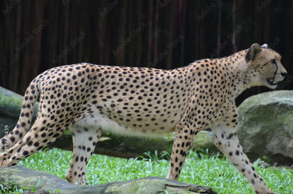 Gepard