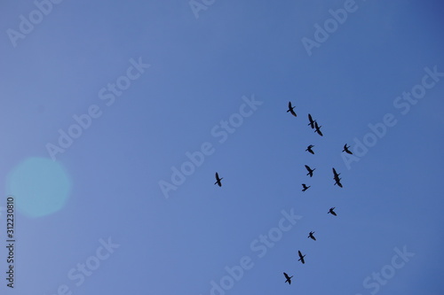 Flying birds, blue sky