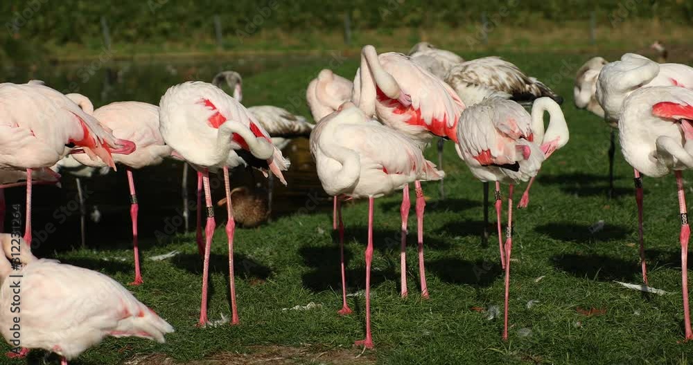 A group of Greater Flamingos (Phoenicopterus roseus) in a urban park. A group of Greater Flamingos (Phoenicopterus roseus) in a urban park.