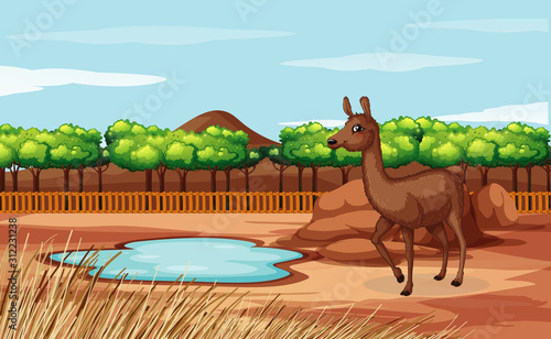 Scene with alpaca in the zoo