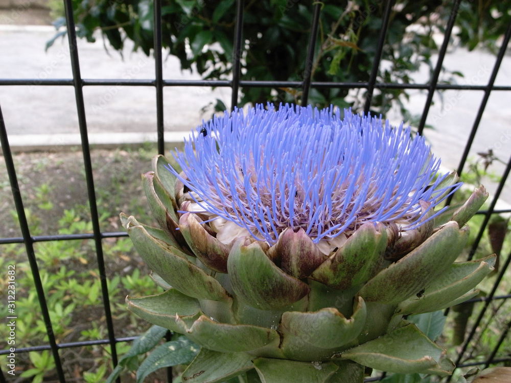 アーティチョーク