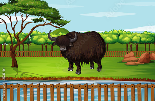 Buffalo standing in the zoo