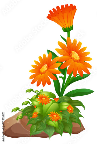 Orange flowers on white background