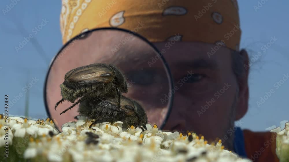Man entomologist examine with Magnifying Glass Courtship rituals of ...