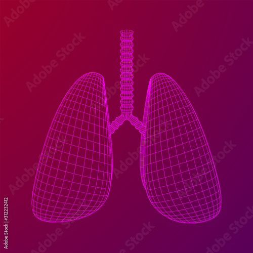 Lungs with trachea bronchi internal organ human. Pulmonology medicine science technology concept. Wireframe low poly mesh vector illustration