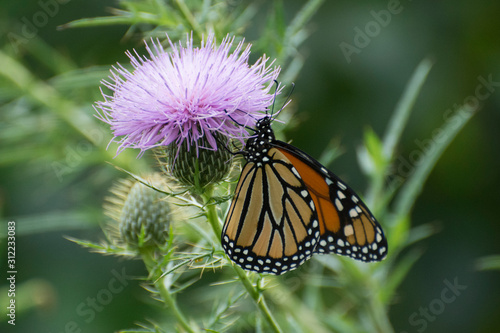 Butterfly 2019-150 / Monarch butterfly (Danaus plexippus) © mramsdell1967