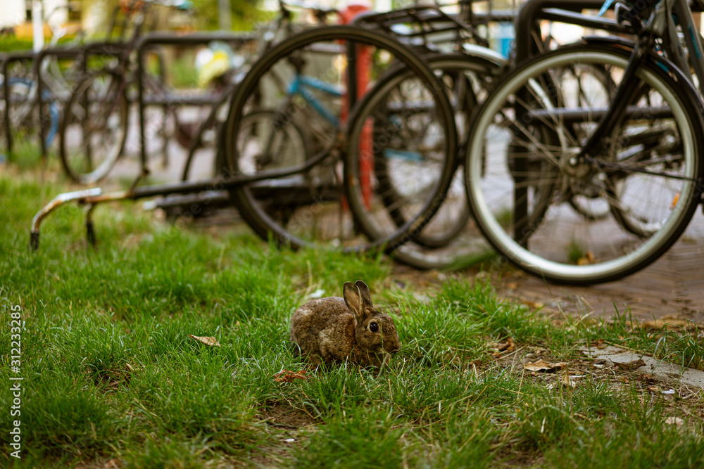 Obraz premium Little brown rabbit eating grass in the park, next to a bicycle parking in Amsterdam