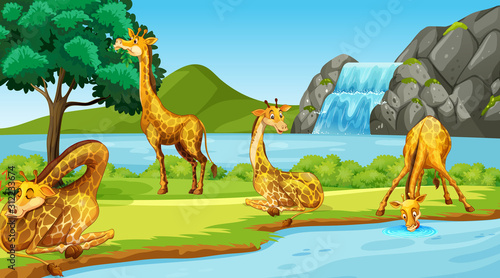 Scene with giraffes by the river