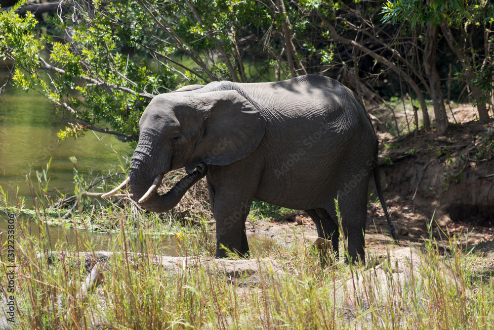 Obraz premium Eléphant d'Afrique, loxodonta africana, African elephant, Parc national Kruger, Afrique du Sud