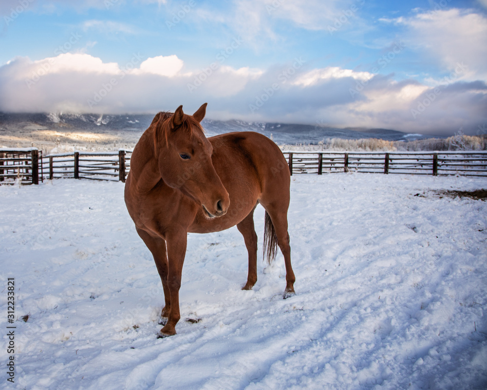 Horse in a corral in the winter with snow and mountains in the background Horse in a corral in the winter with snow and mountains in the background