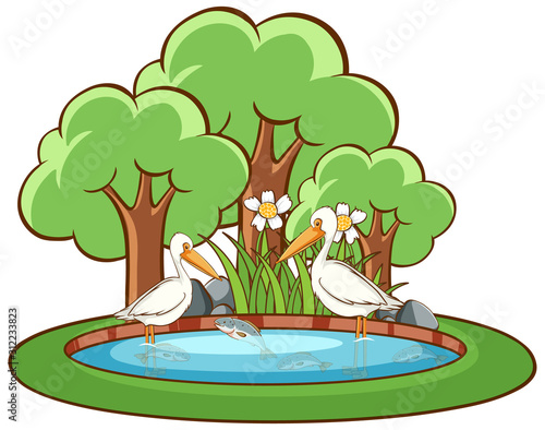 Pelican birds on white background