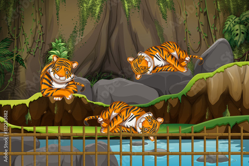 Scene with tigers in the zoo