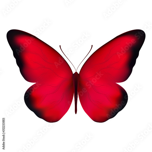 Realistic red butterfly isolated on a white background. Beautiful vector illustration - view from above. Design for paper, baners, t-shirts, logos and more.