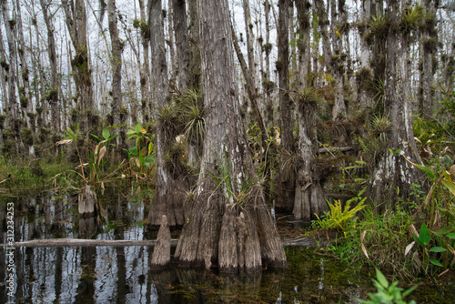 Everglades Florida Nature Wildlife