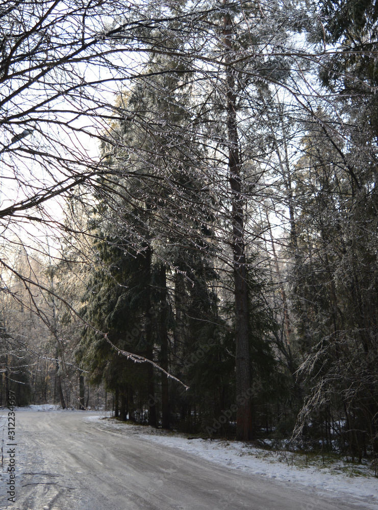 Fototapeta premium icy branches in frost and snow trees in a cold forest on a frosty winter day