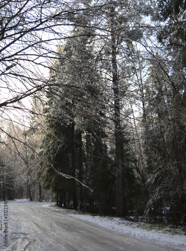 icy branches in frost and snow trees in a cold forest on a frosty winter day