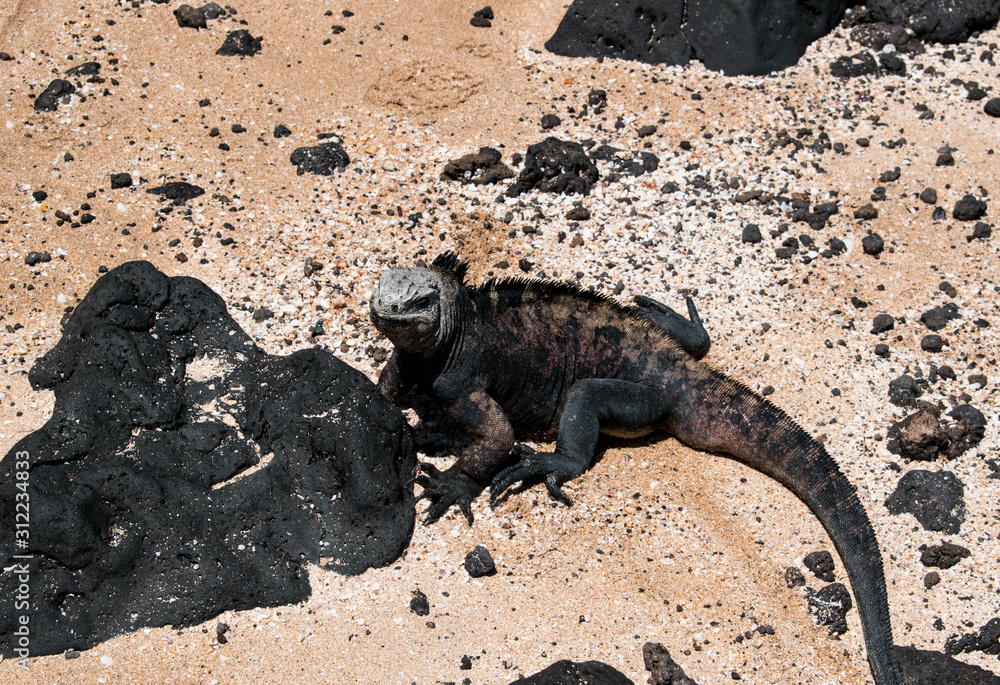 Fototapeta premium Marine iguana on the sand