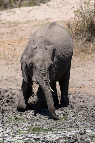 El  phant d Afrique  loxodonta africana  African elephant  Parc national Kruger  Afrique du Sud