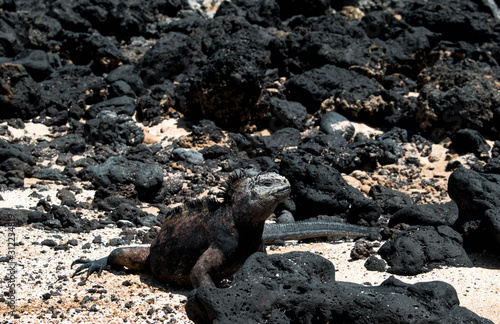 Marine iguana on the sand