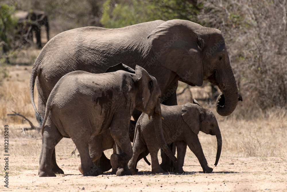 Naklejka premium Eléphant d'Afrique, loxodonta africana, African elephant, Parc national Kruger, Afrique du Sud