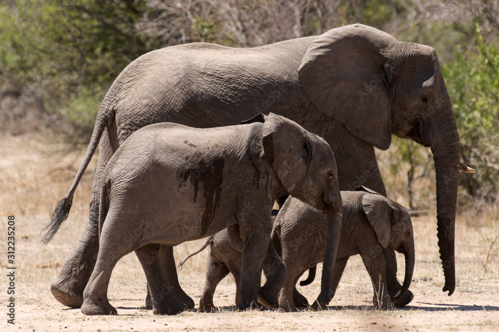 Naklejka premium Eléphant d'Afrique, loxodonta africana, African elephant, Parc national Kruger, Afrique du Sud