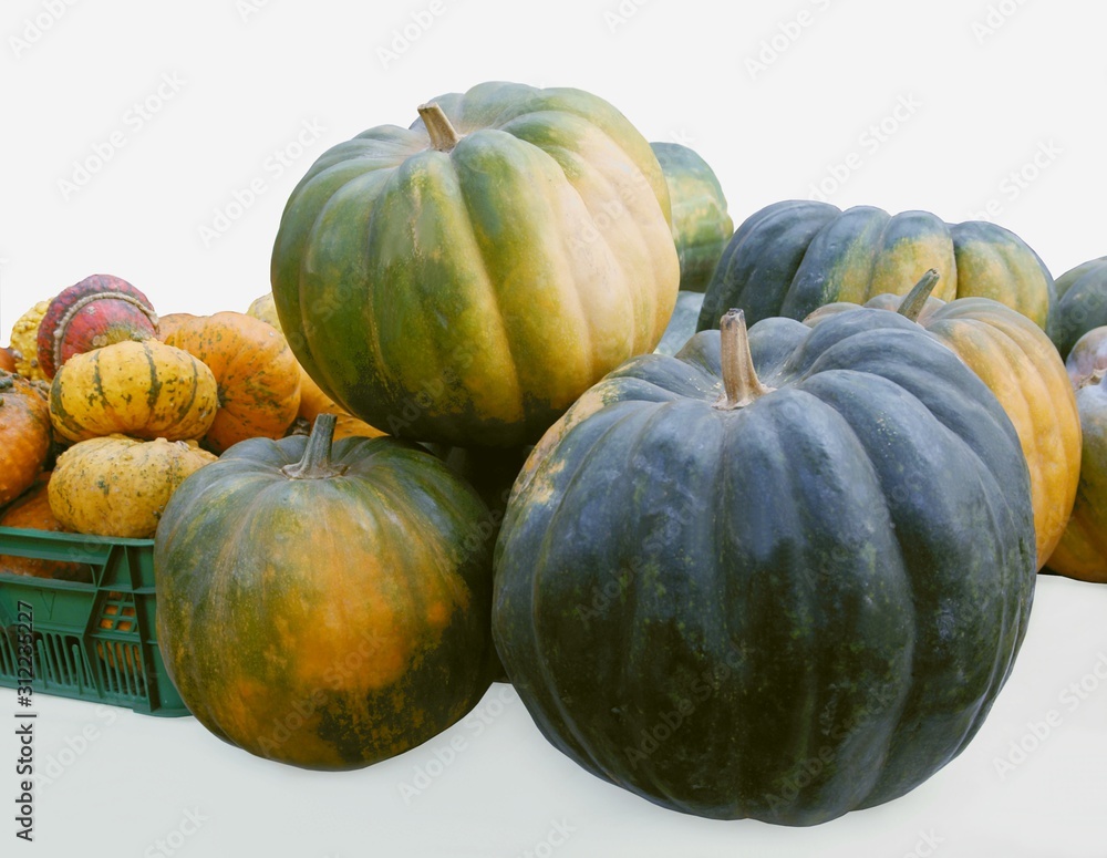various multicolor fruits of pumpkin close up various multicolor fruits of pumpkin close up