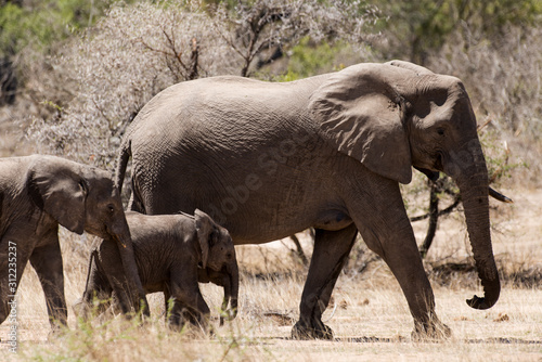 El  phant d Afrique  loxodonta africana  African elephant  Parc national Kruger  Afrique du Sud
