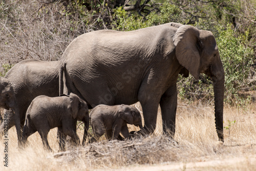 El  phant d Afrique  loxodonta africana  African elephant  Parc national Kruger  Afrique du Sud