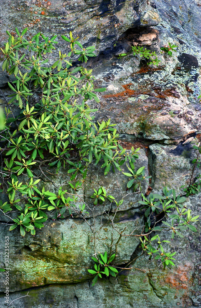 Fototapeta premium moss on the stony cliff