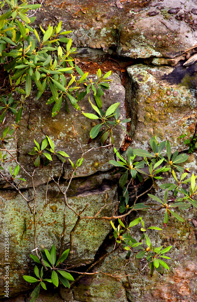 Fototapeta premium moss on rocks