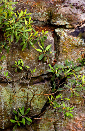 moss on rocks