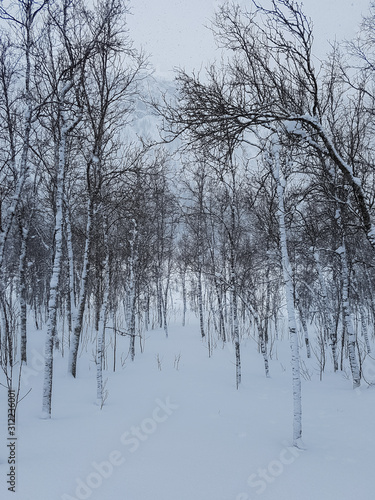 Slender birch trees with snow. Dark and moody winter scenery in Norwegian Lapland. © Ida Haugaard Olsen