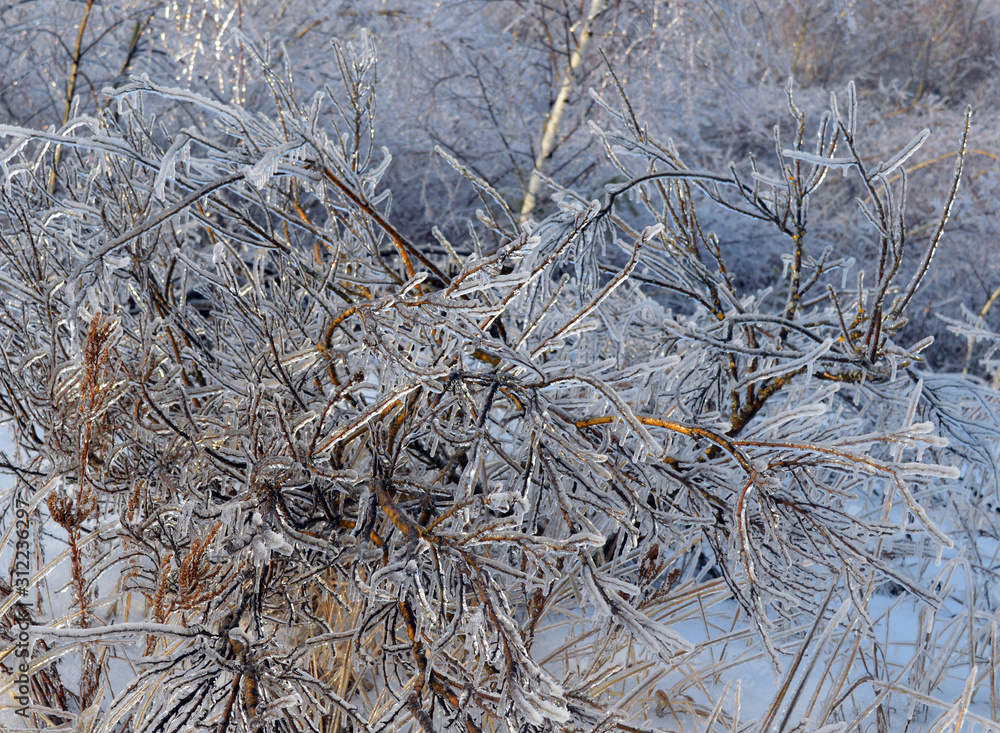 icy branches in frost and snow trees in a cold forest on a frosty winter day icy branches in frost and snow trees in a cold forest on a frosty winter day