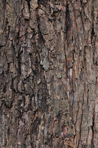 Bark tree © Ilton Rogerio
