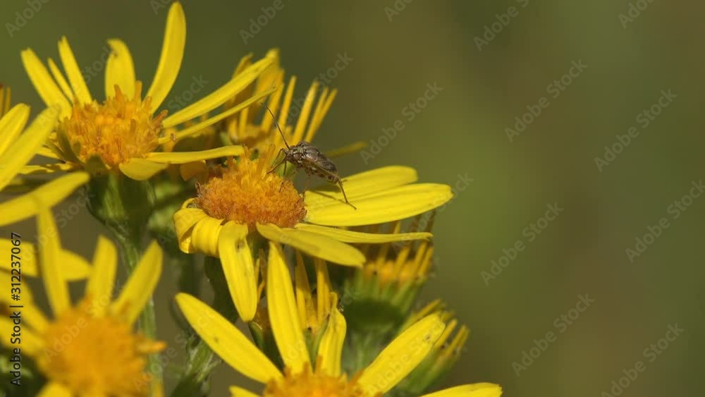 An insect tarnished plant bug, from family of true bugs, with long proboscis searches for nectar in focus of yellow wildflower. Macro view insect in wildlife An insect tarnished plant bug, from family of true bugs, with long proboscis searches for nectar in focus of yellow wildflower. Macro view insect in wildlife