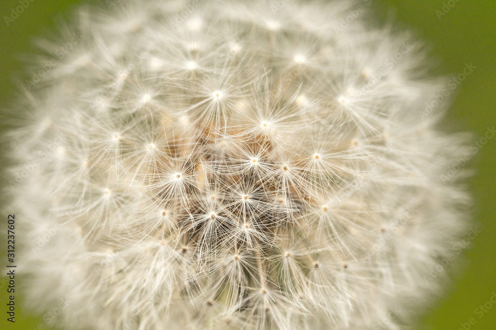 Dandelion head with seeds , Taraxacum officinale, close up. Idea for wallpaper. Dandelion head with seeds , Taraxacum officinale, close up. Idea for wallpaper.