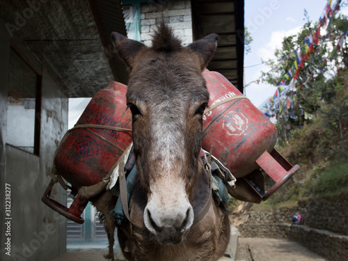 Foto A donkey loaded with gas cylinders