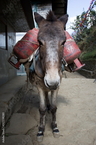 Foto A donkey loaded with gas cylinders