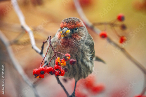 Finch eating berries