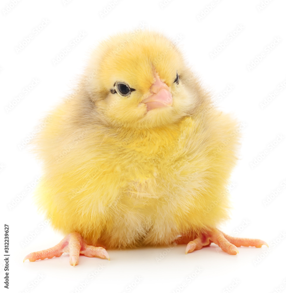 Obraz premium Small yellow chicken