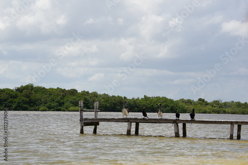 Pelicans and cormorants resting on a wooden jetty, Meixco photo