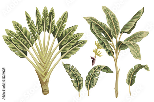 Tropical vintage banana trees and banana leaves floral clip art. Exotic botanical print.