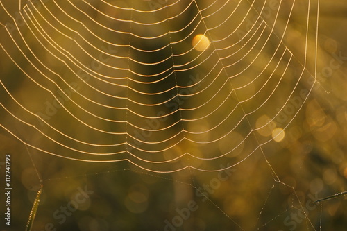 Spinnennetz in Sonnenaufgang