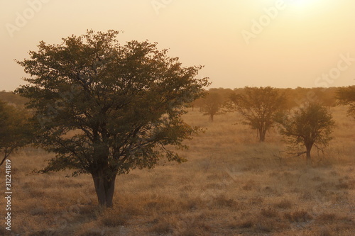 Baum in Sonnenuntergang Afrika