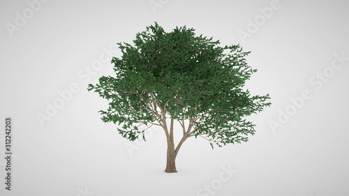 Summer tree with wind in foliage isolated on white background. Lemon tree. 3D Rendering.