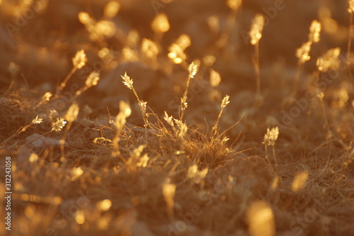 Gräser im Sonnenuntergang