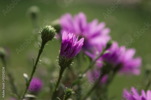 Rote Blumen